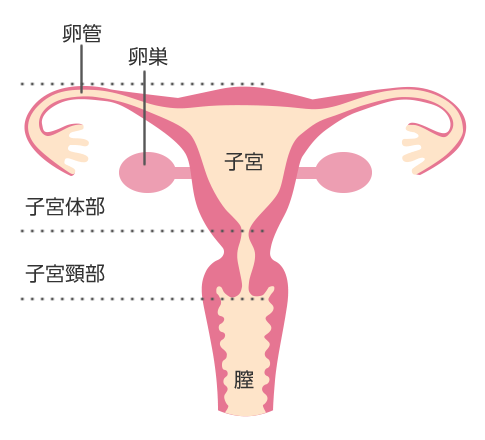 子宮にできる悪性軟部腫瘍 | Sarcoma.jp 悪性軟部腫瘍情報サイト | がんと希少な病気の情報サイト | ノバルティス ファーマ株式会社