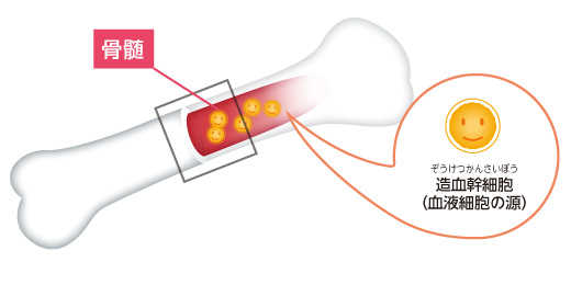骨髄の構造