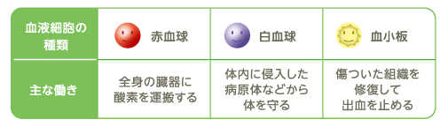 血液細胞の役割
