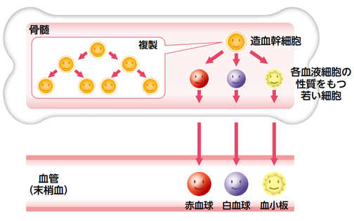 造血のしくみ