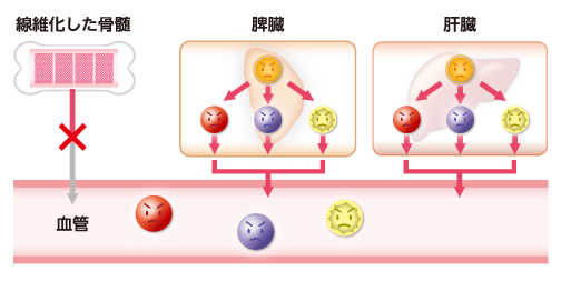 脾臓･肝臓における髄外造血