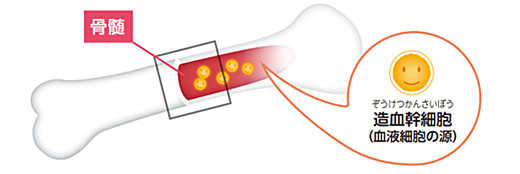 骨髄の構造