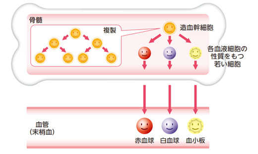 造血の流れ