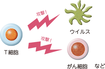 免疫の正常な働きのイメージ