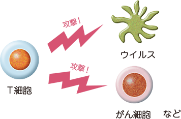 免疫の正常な働きのイメージ