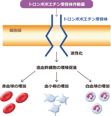 トロンボポエチン受容体作動薬