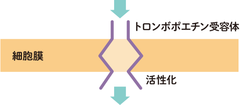 トロンボポエチン受容体作動薬