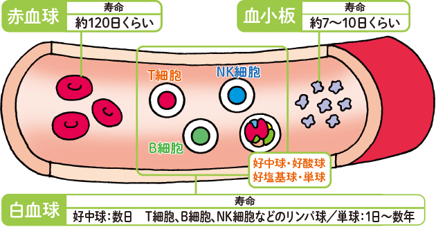 血液細胞はどんな働きをしているの 輸血を受ける患者さまへ がんと希少な病気の情報サイト ノバルティス ファーマ株式会社 血液細胞はどんな働きをしているの 輸血を受ける患者さまへ がんと希少な病気の情報サイト ノバルティス ファーマ株式会社