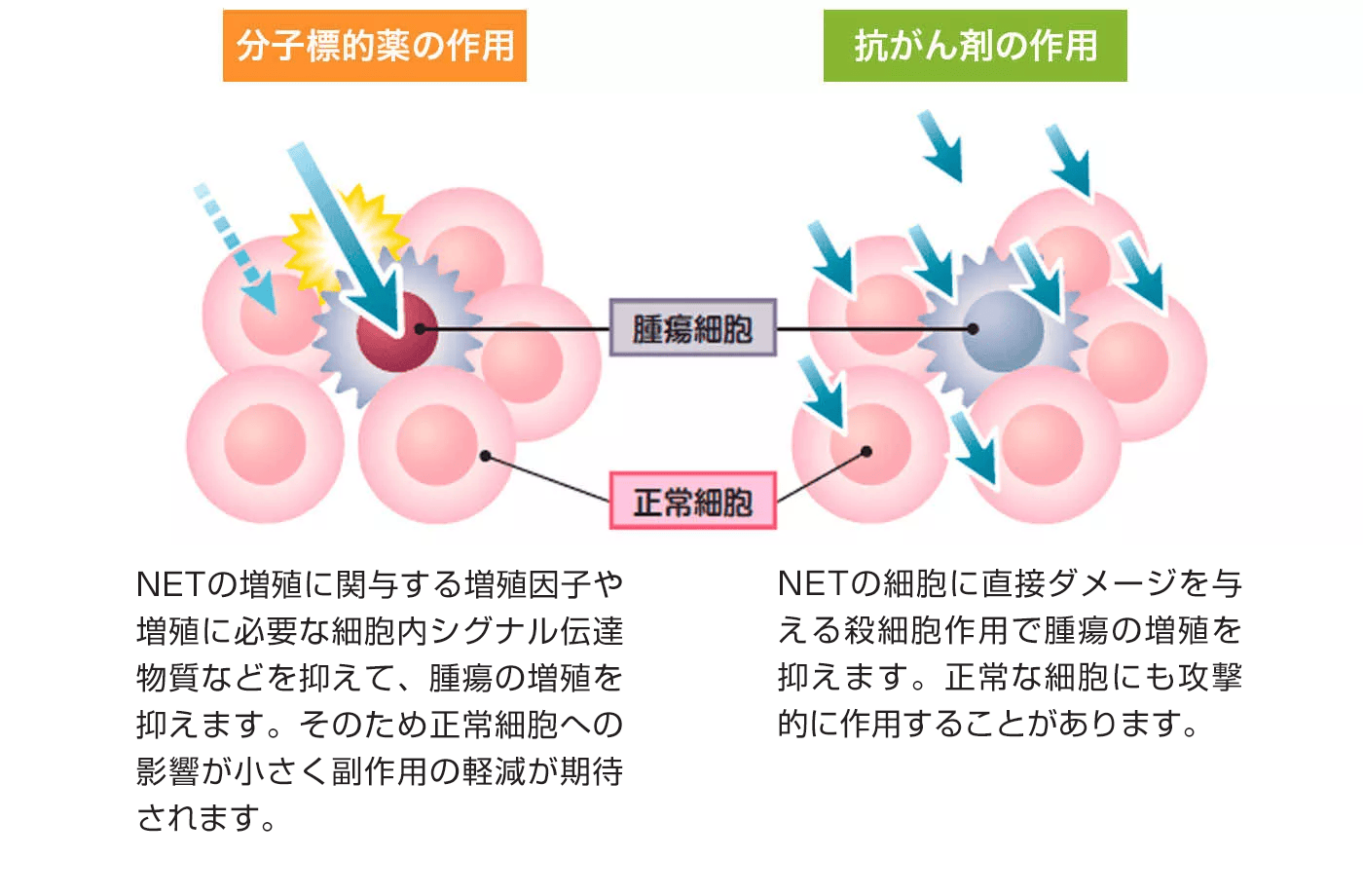 分子標的治療薬と抗がん剤のちがい