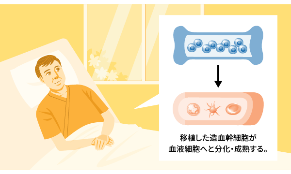 イメージ画像：造血幹細胞の生着と造血機能の回復