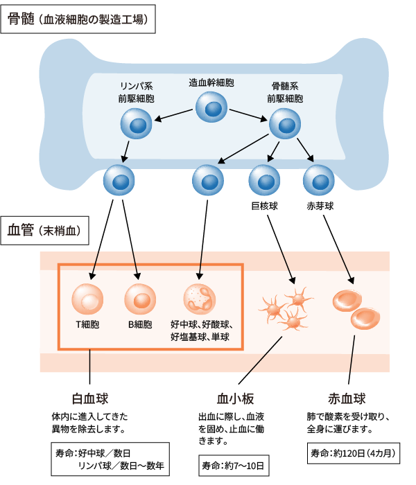 イメージ画像：血液細胞の成り立ち