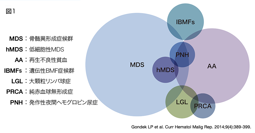 図1 MDS:骨髄異形成症候群 hMDS:低細胞性MDS AA:再生不良性貧血 IBMFs:遺伝性BMF症候群 LGL:大顆粒リンパ球症 PRCA:純赤血球無形成症 PNH: 発作性夜間ヘモグロビン尿症  Gondek LP et al. Curr Hematol Malig Rep. 2014;9(4):389-399.