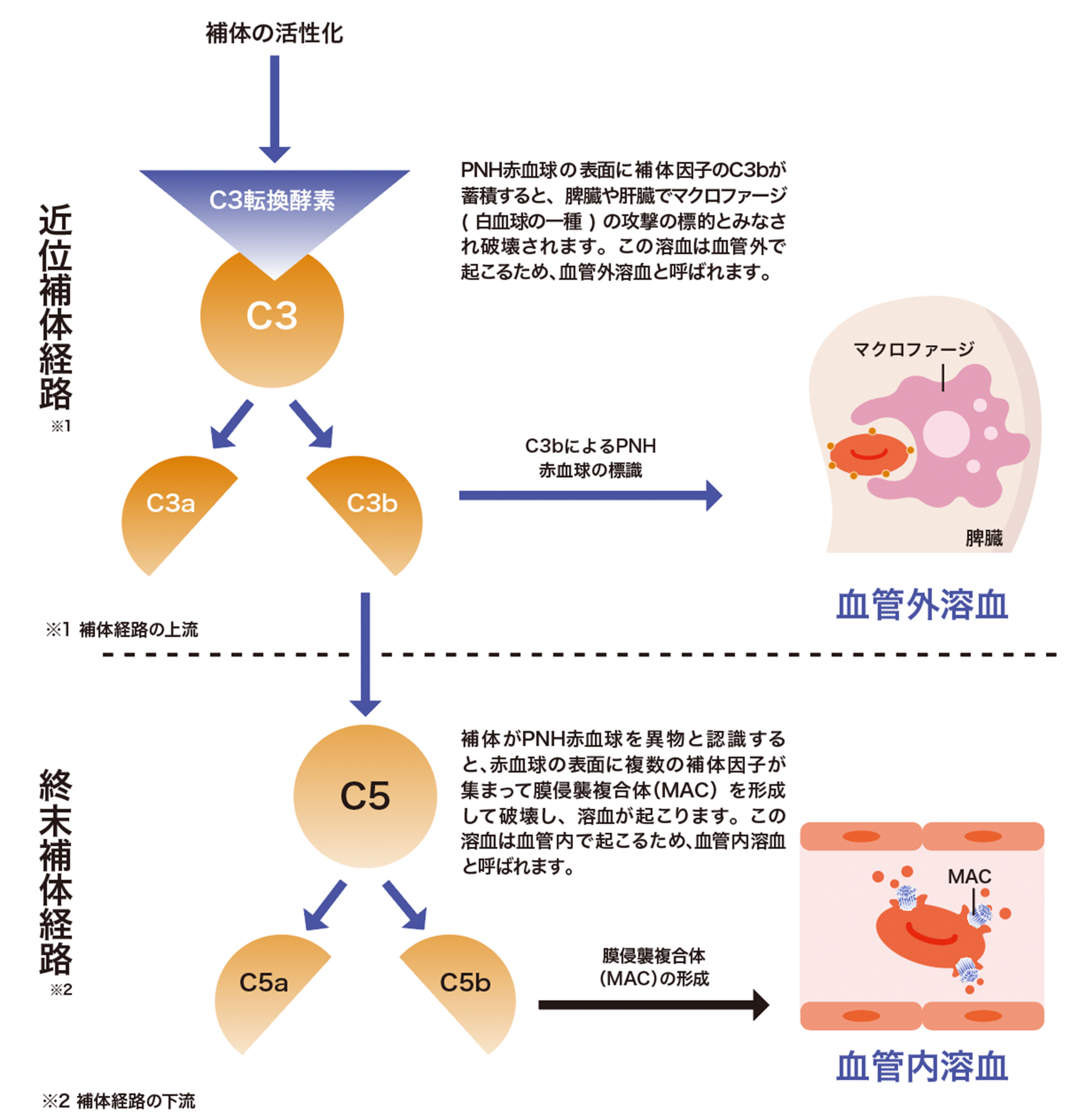 イメージ画像：血管内溶血と血管外溶血
