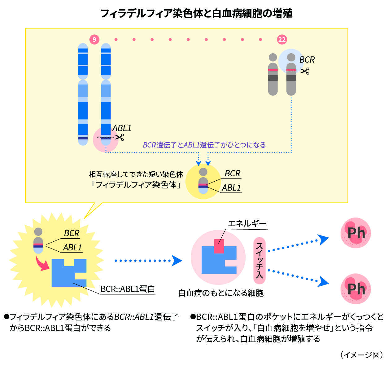 フィラデルフィア染色体と白血病細胞の増殖（イメージ図）