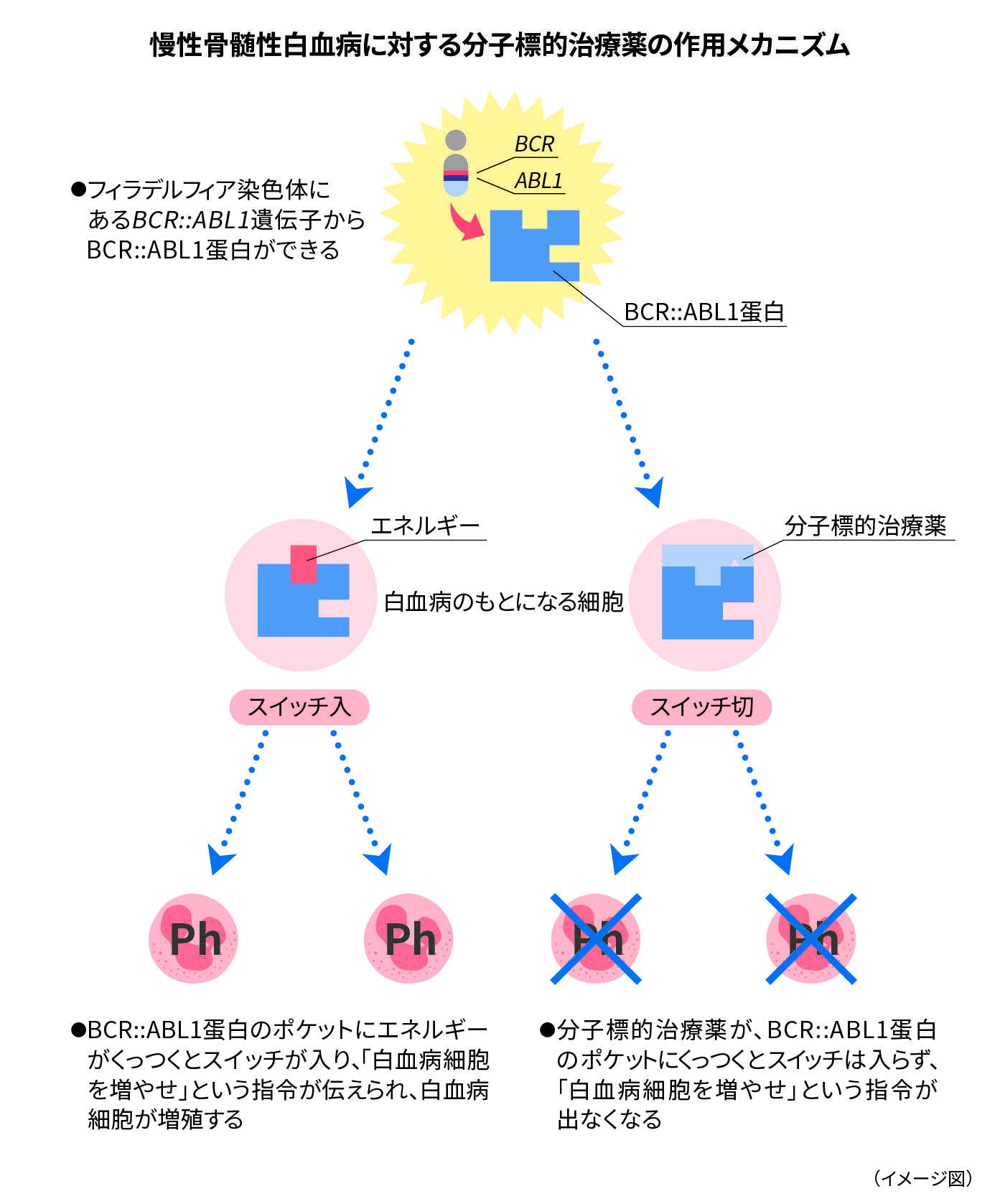 慢性骨髄性白血病に対する分子標的治療薬の作用メカニズム（イメージ図）