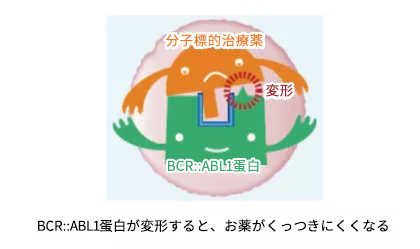 BCR-ABL蛋白が変形すると、お薬がくっつきにくくなる