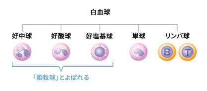 白血球分画について