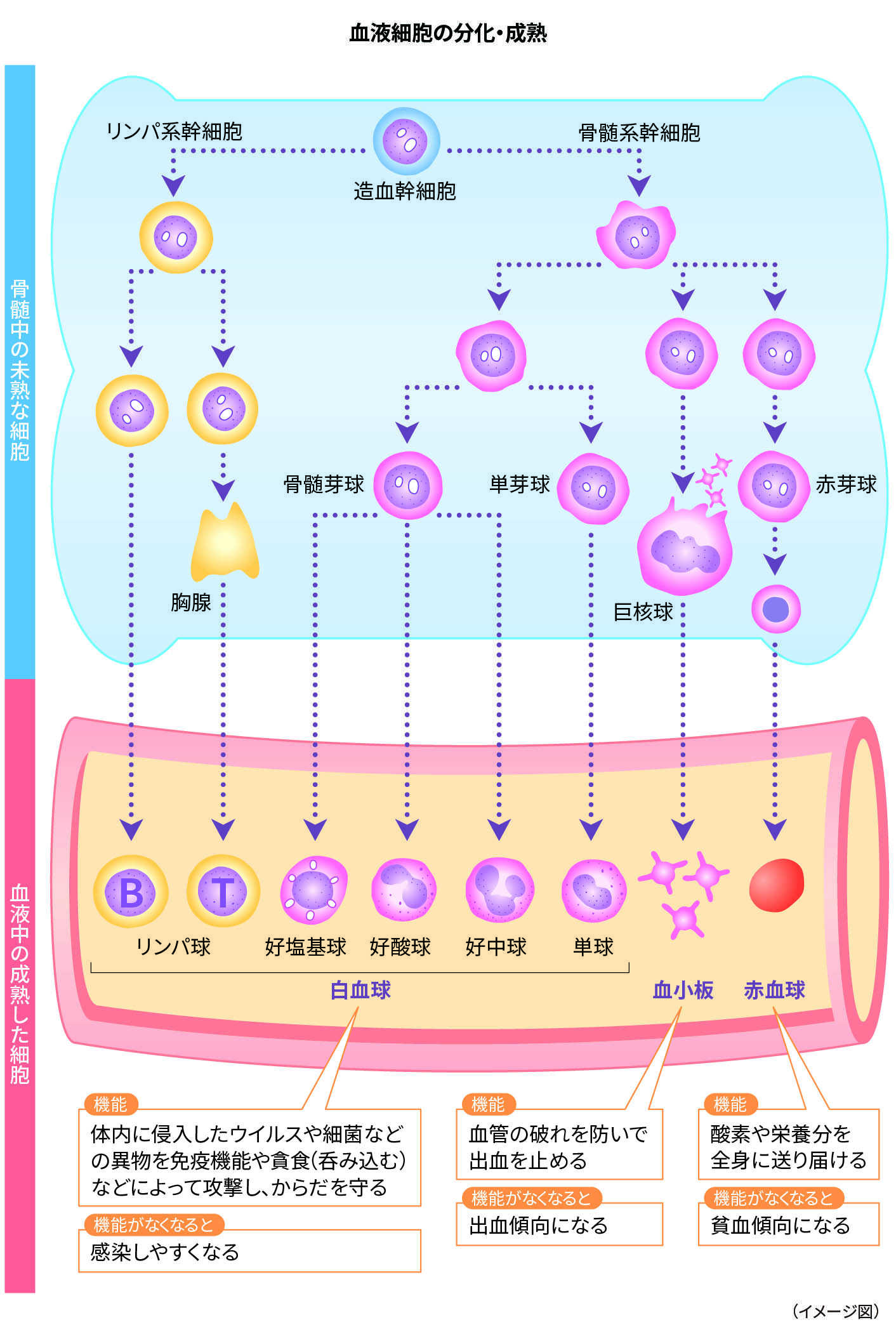 イメージ画像：血液細胞の分化・成熟
