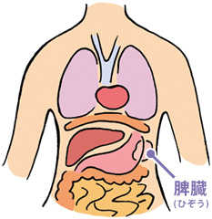 脾臓