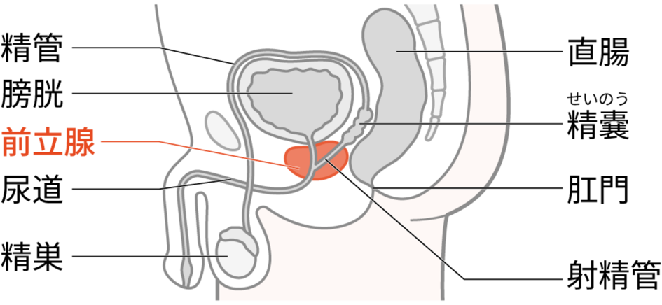 画像:前立腺の位置