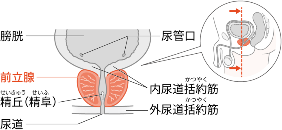 画像：前立腺の構造