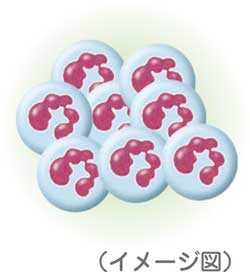 白血球のイメージ